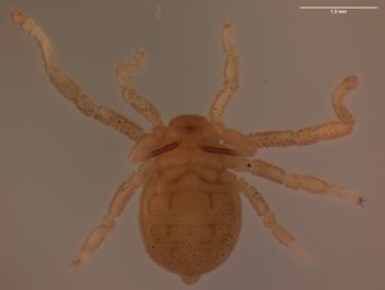 Media type: image; Invertebrate Zoology 151338   Description: preserved specimen;